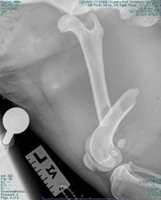 millie xray