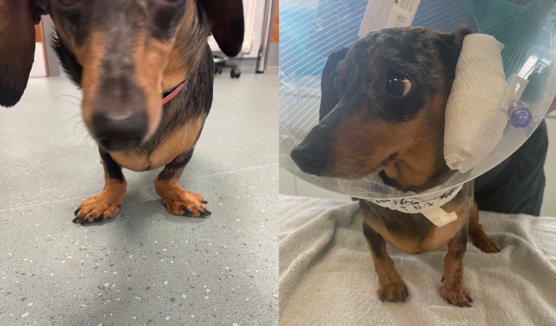 mysha before after